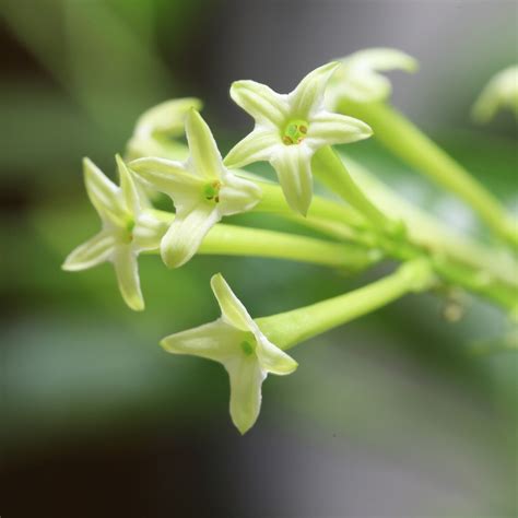 夜來香 植物|夜香木 